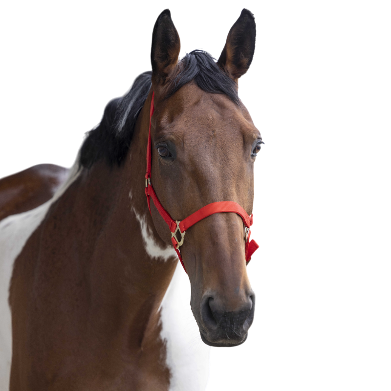 Norton - Licol nylon double épaisseur rouge | - Ohlala