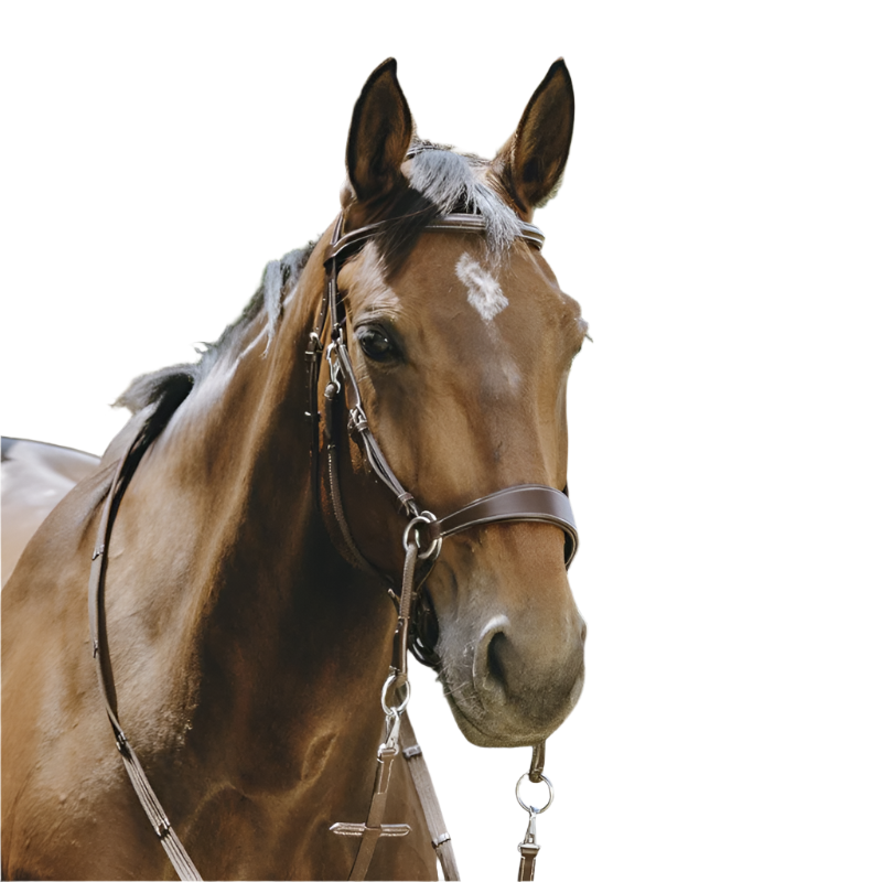 Norton - Bridon Bitless avec rênes havane | - Ohlala