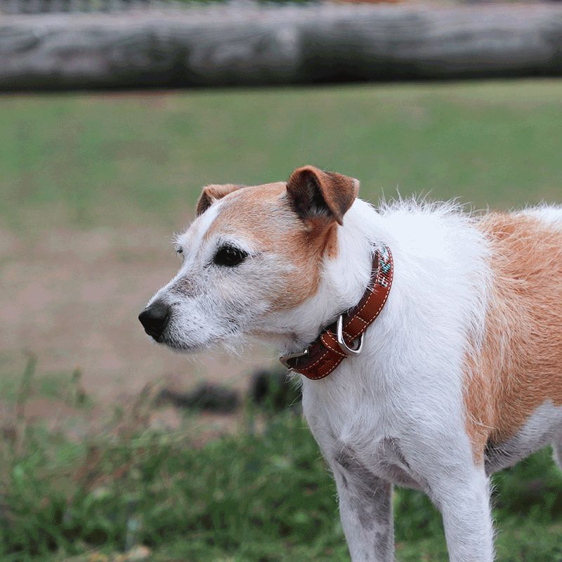 Pénélope Store - Collier pour chien Pearls Cognac/ Turquoise | - Ohlala