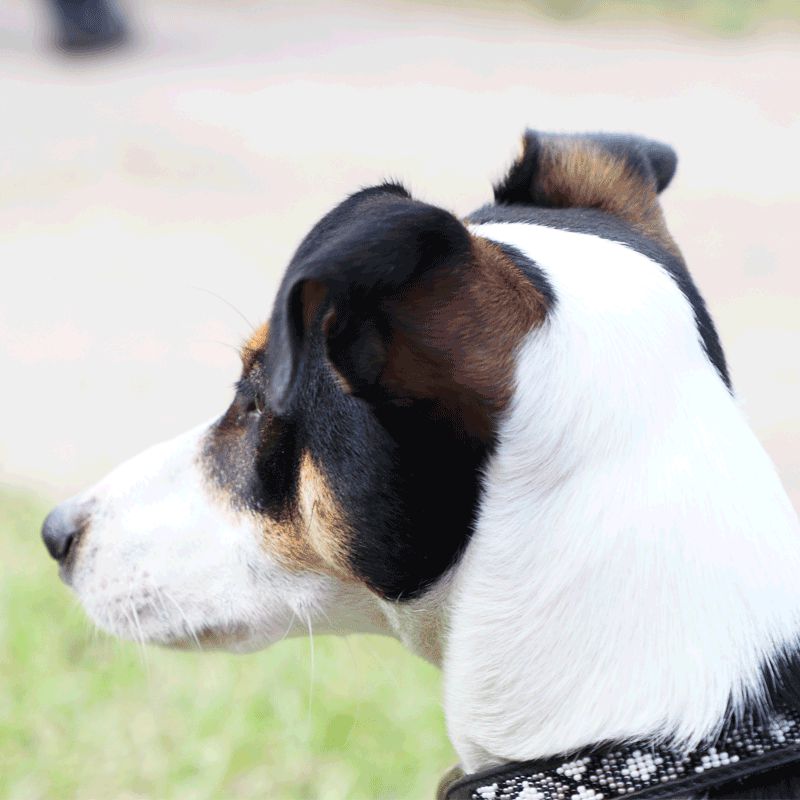 Pénélope Store - Collier pour chien Pearls Noir/ Blanc | - Ohlala