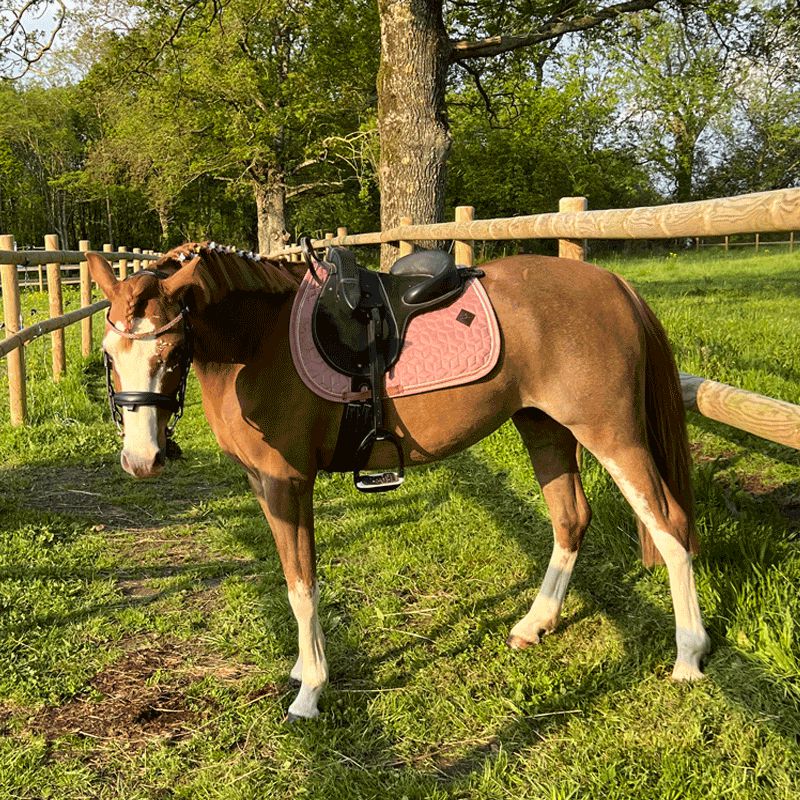 Kentucky Horsewear - Tapis de selle Velvet Jumping Vieux rose pour minis | - Ohlala