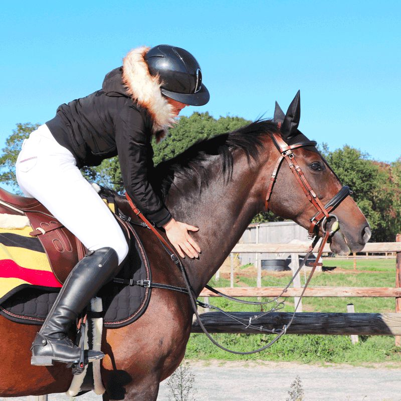 Jump'In - Collier de chasse 5 points + martingale One Noir | - Ohlala