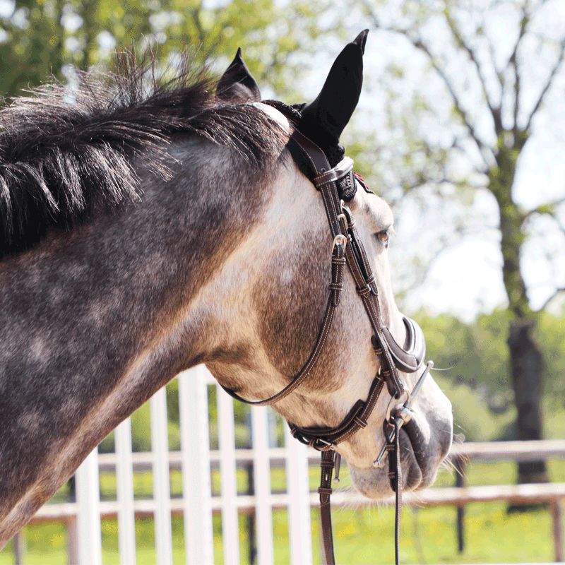 Freejump - Bonnet pour cheval Noir / Rouge | - Ohlala