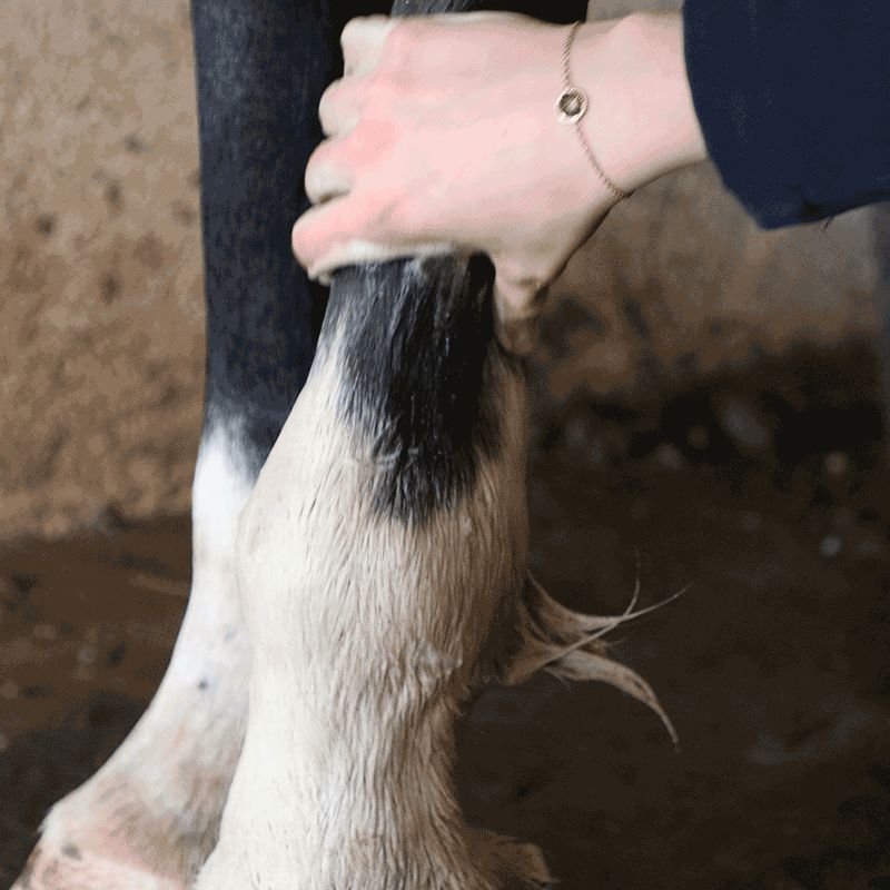 La Douche A Maouche - Shampoing solide pour chevaux 170 g | - Ohlala