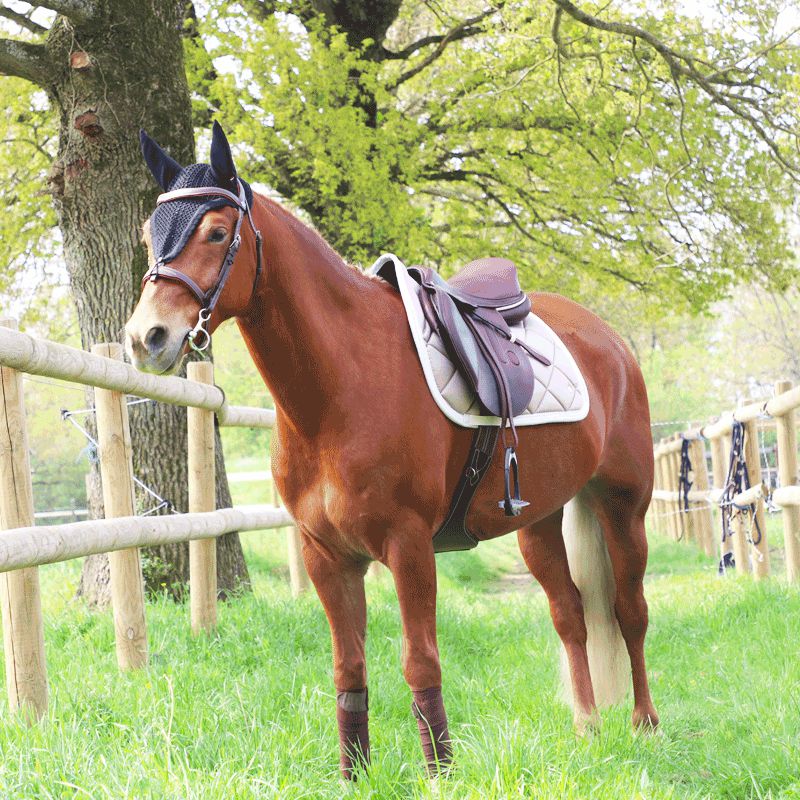 Equiline - Bonnet long pour chevaux noir | - Ohlala