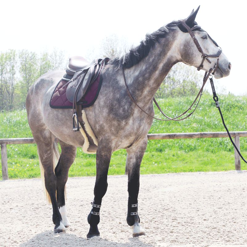 Equiline - Bonnet long pour chevaux noir | - Ohlala