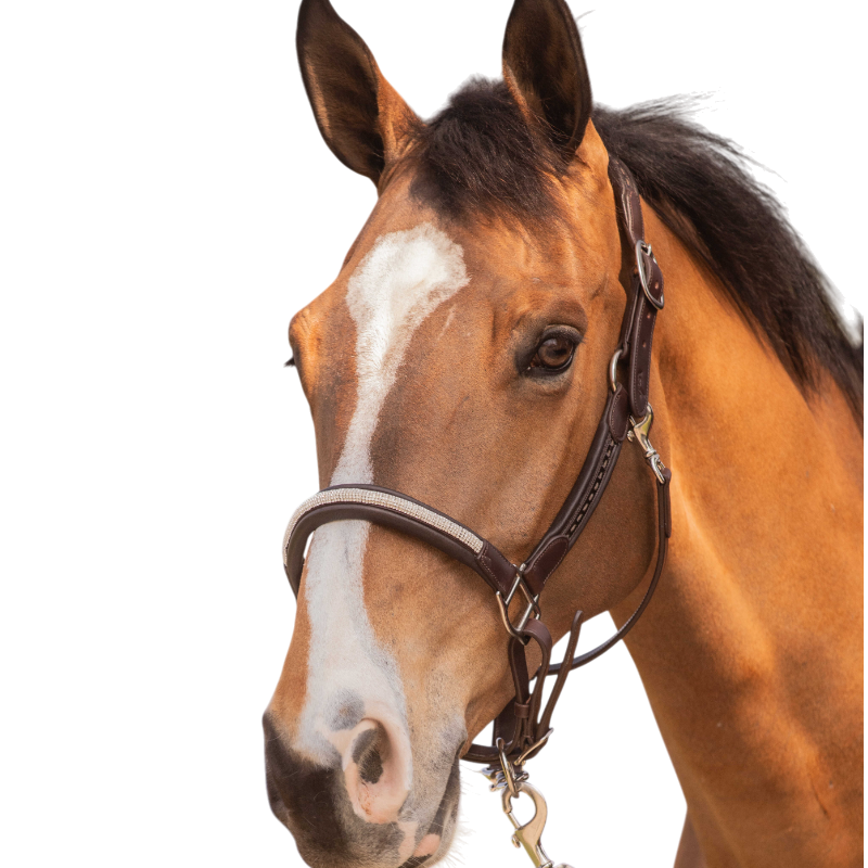 Pénélope - Licol Harmonie havane | - Ohlala