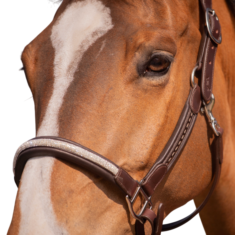 Pénélope - Licol Harmonie havane | - Ohlala