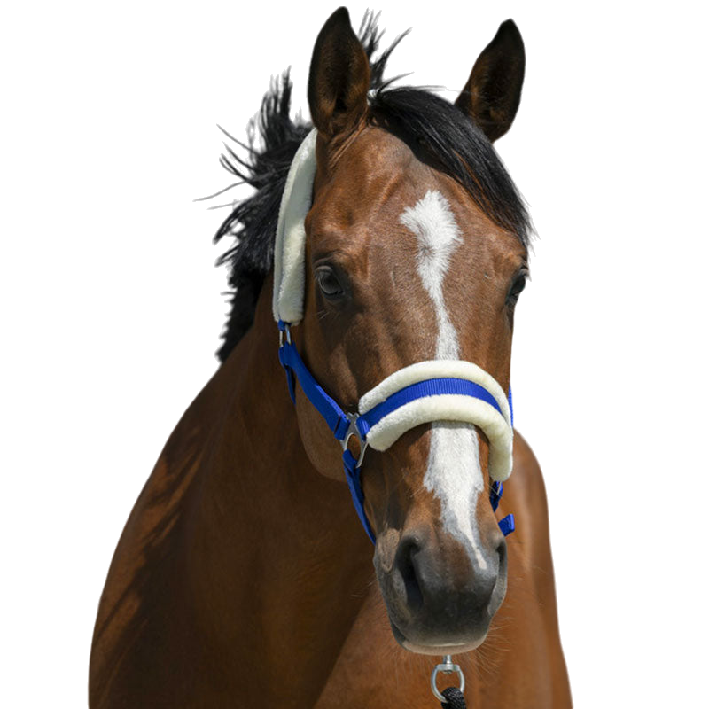 Riding World - Licol mouton synthétique bleu roi | - Ohlala