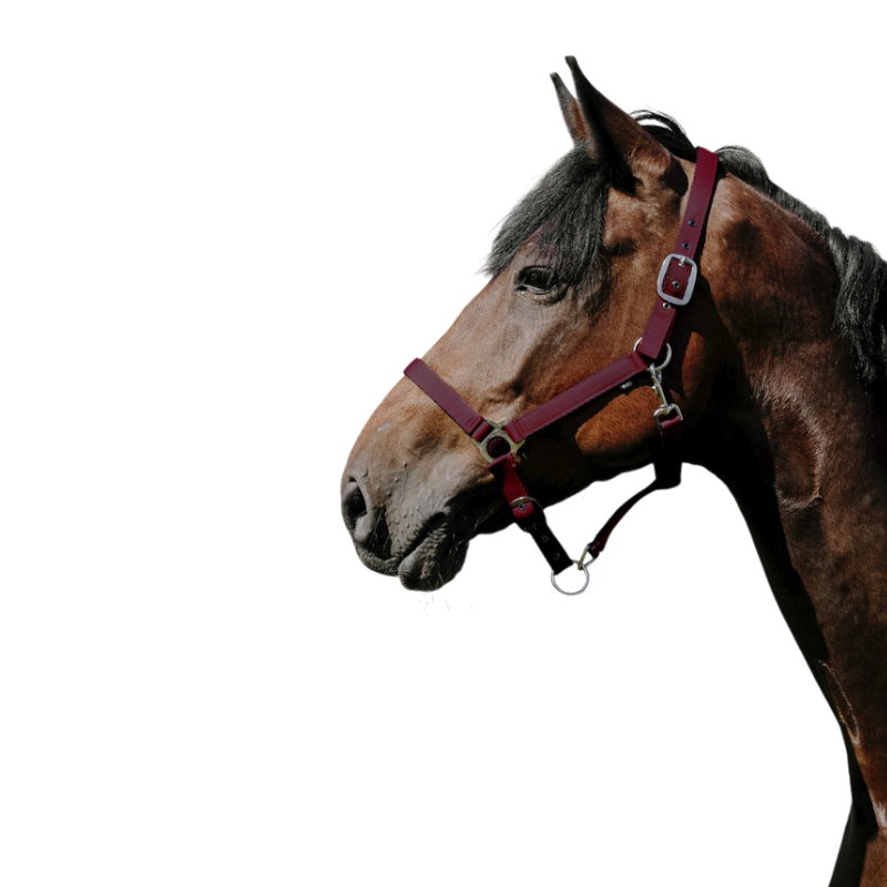 Riding World - Licol Nylon Cushion bordeaux | - Ohlala