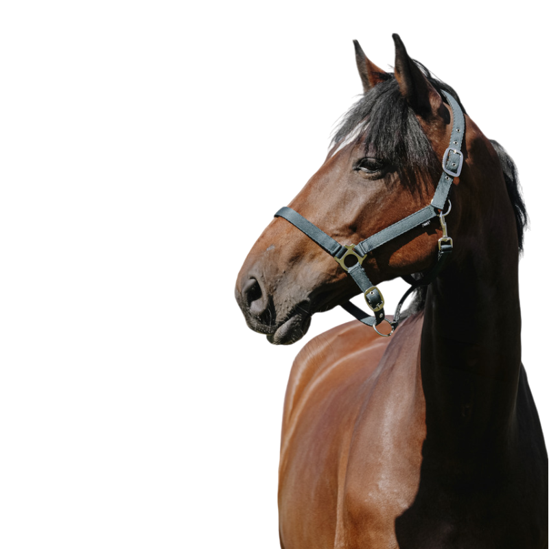 Riding World - Licol Nylon Cushion vert foncé | - Ohlala