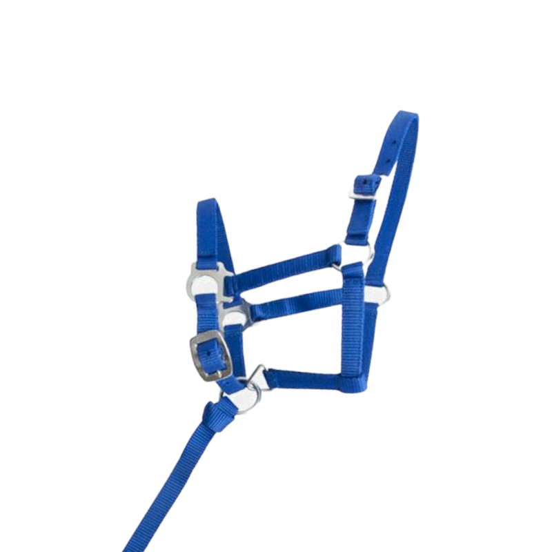 TdeT - Royal blue synthetic foal halter