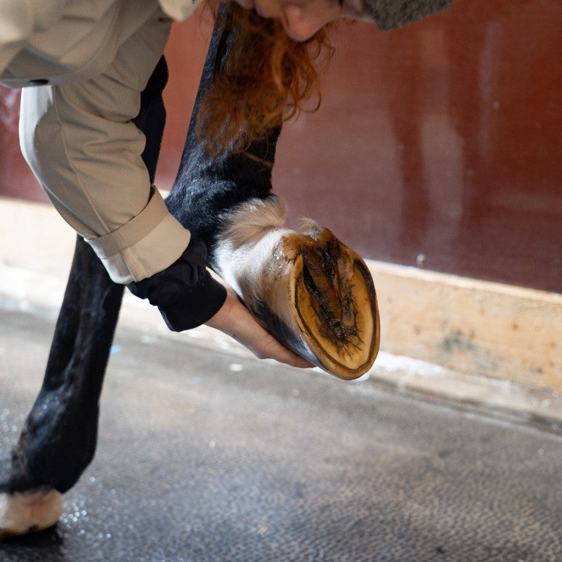 Alodis Care - Huile pour sabots Hoof Choc | - Ohlala