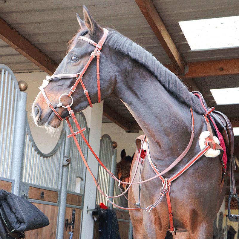 Lexington - Bridon Tucson Croisé avec rênes camel | - Ohlala