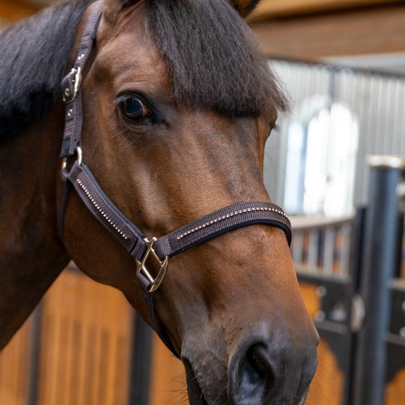Harcour - Ensemble licol et longe Amour cacao | - Ohlala