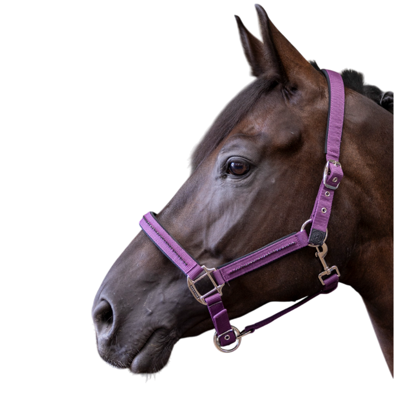 Harcour - Ensemble licol et longe Amour figue | - Ohlala