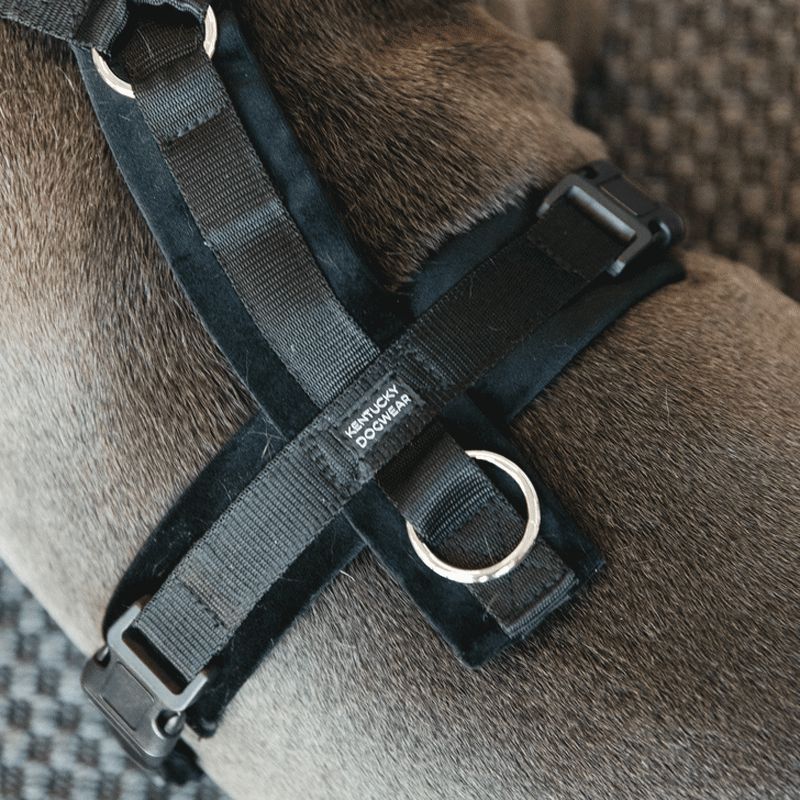 Kentucky Dogwear - Harnais pour chien actif velvet noir | - Ohlala