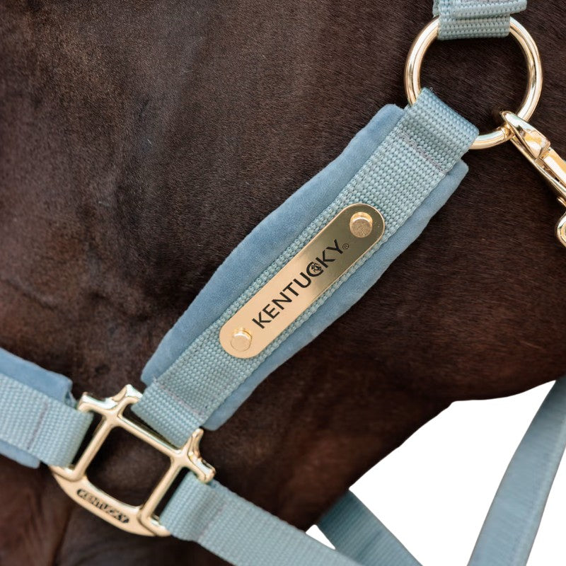 Kentucky Horsewear - Licol Velvet light blue | - Ohlala