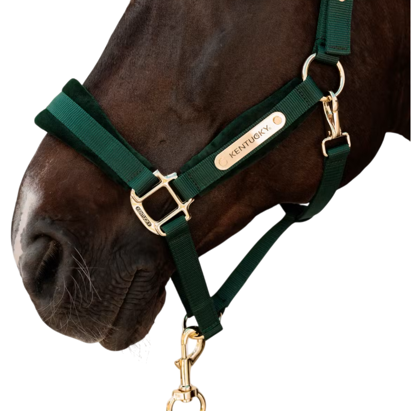 Kentucky Horsewear - Licol Velvet pine green | - Ohlala