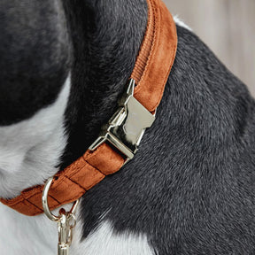 Kentucky Dogwear - Colliers pour chiens Velvet orange | - Ohlala