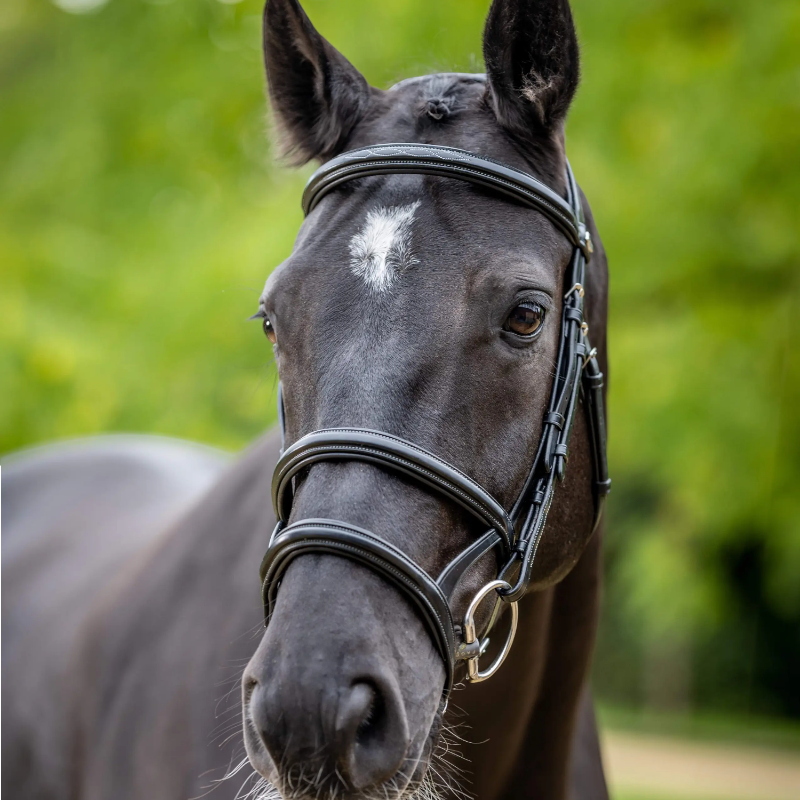 Lemieux - Bridon double muserolle Kudos noir/ argent | - Ohlala