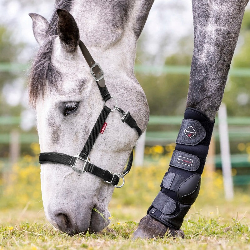 Lemieux - Licol Break Away noir | - Ohlala