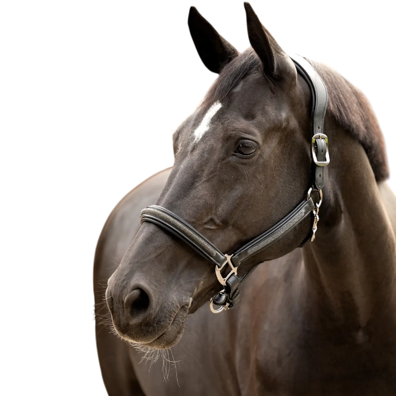 Lemieux - Licol en cuir leather Crystal noir | - Ohlala