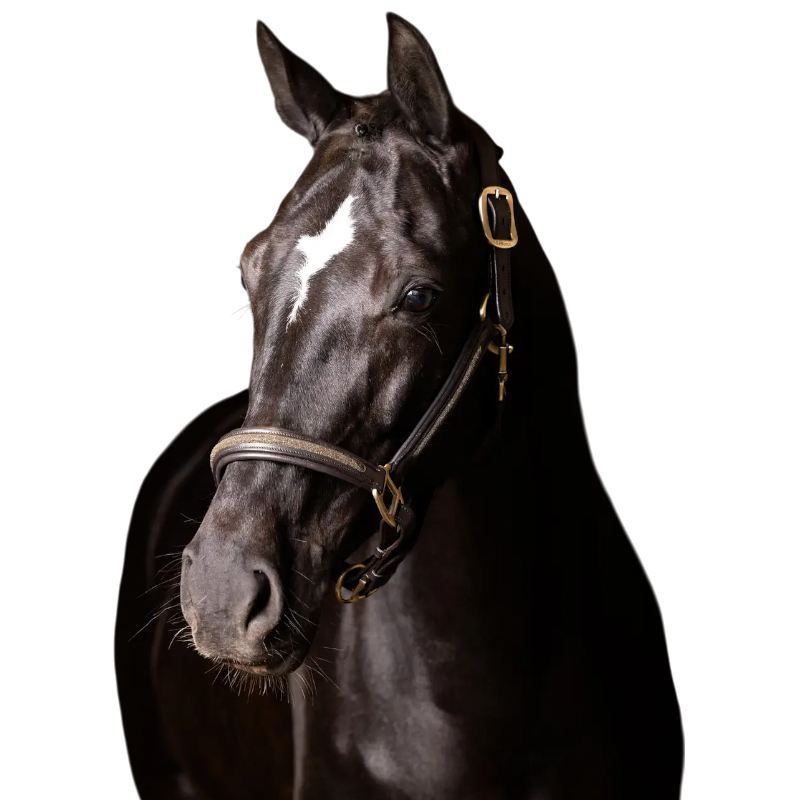 Lemieux - Licol en cuir leather Crystal marron | - Ohlala