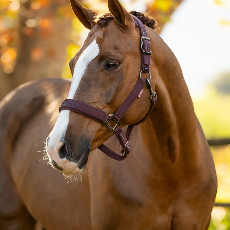 Lemieux - Licol pour chevaux Essence damson | - Ohlala