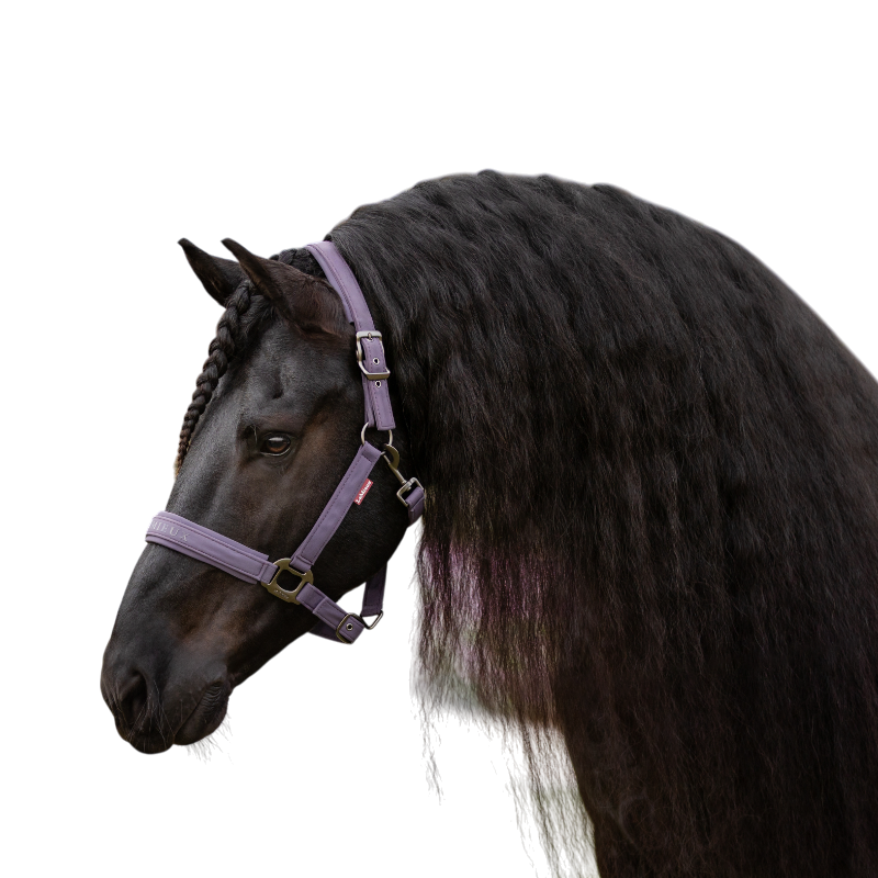 LeMieux - Licol pour chevaux Essence juniper | - Ohlala