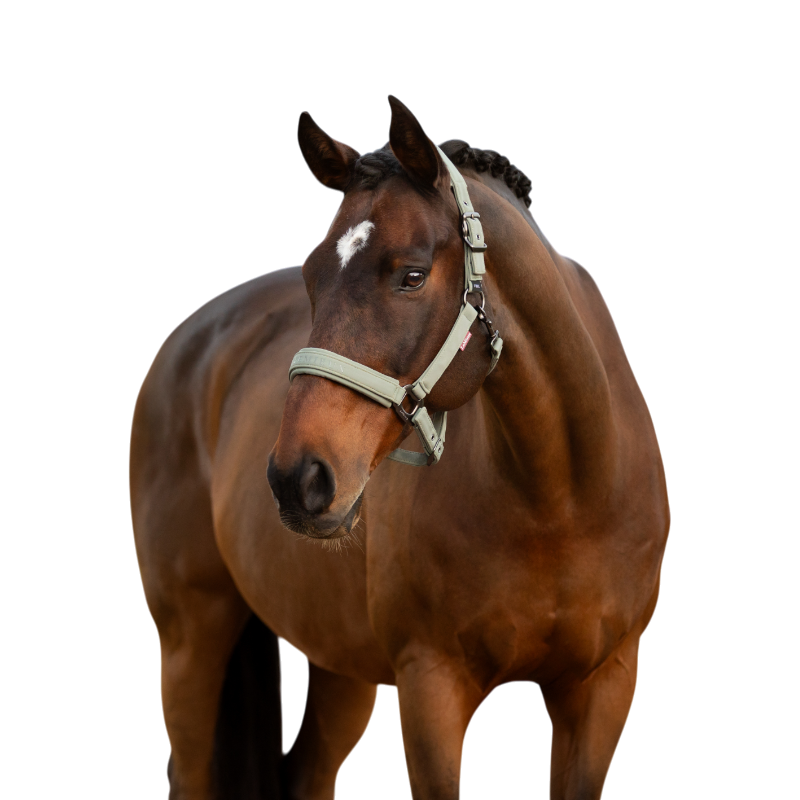 LeMieux - Licol pour chevaux Essence rosemary | - Ohlala