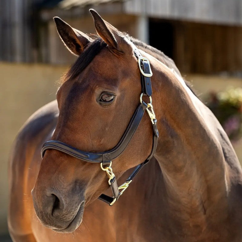 Lemieux - Licol pour chevaux Leather Grooming marron | - Ohlala