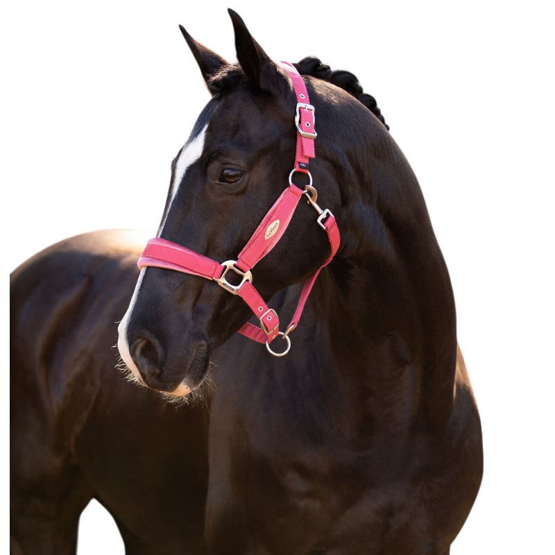 LeMieux - Licol pour chevaux Versailles cranberry | - Ohlala