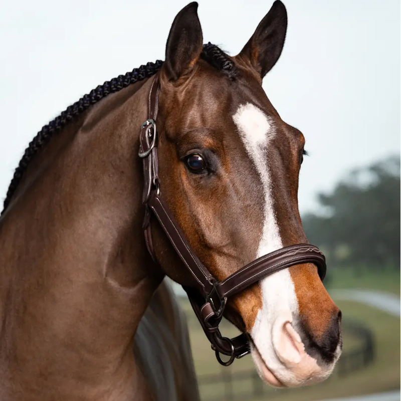 Lemieux - Licol surpiqué Stitched havane | - Ohlala