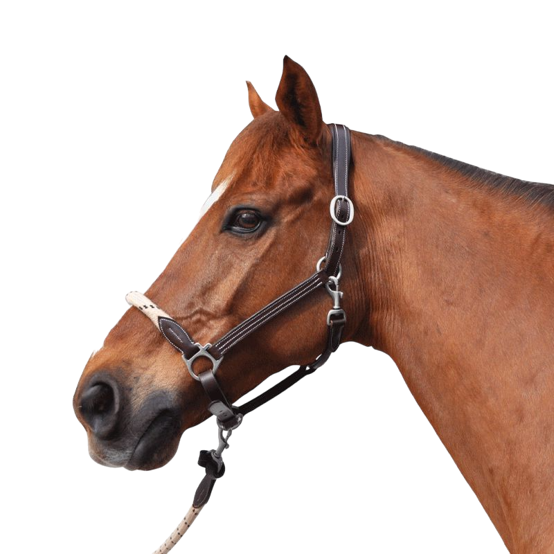 Canter - Licol en corde bouclerie argent marron/ beige | - Ohlala