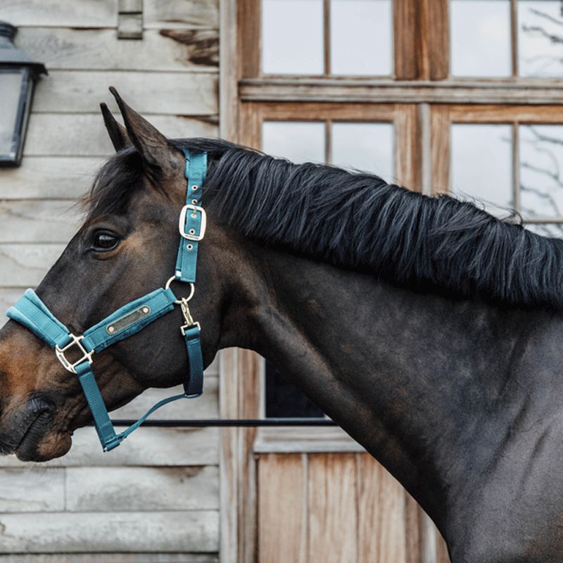 Kentucky Horsewear - Licol Velvet émeraude | - Ohlala