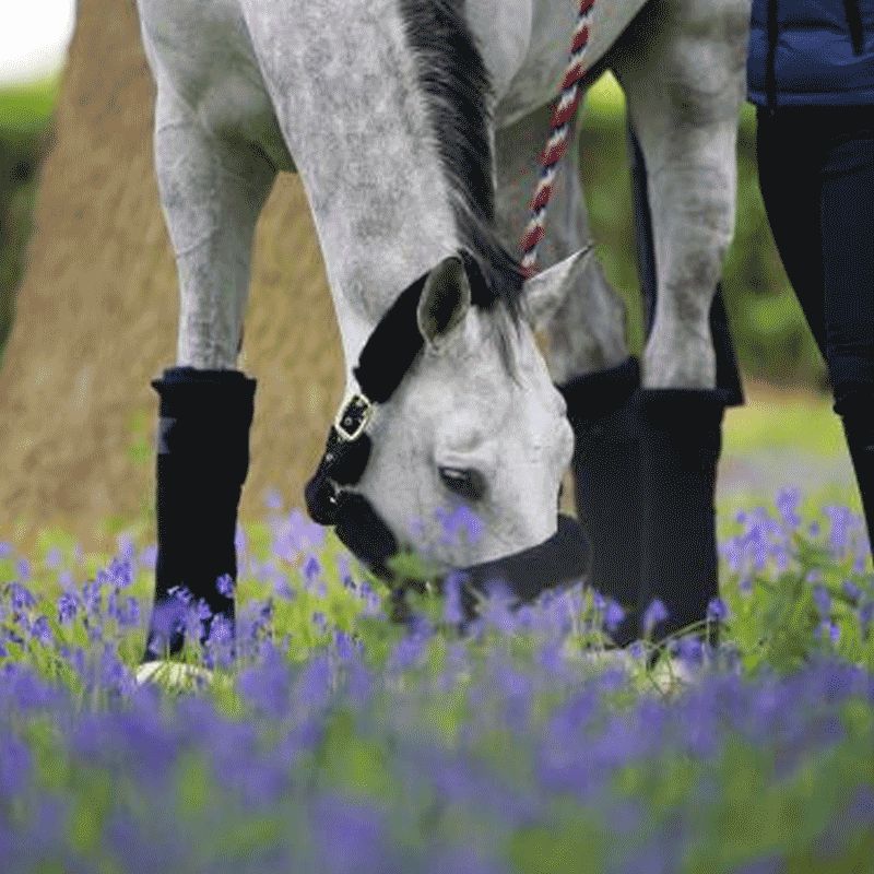 Kentucky Horsewear - Bandes de repos noir (set de 4) | - Ohlala