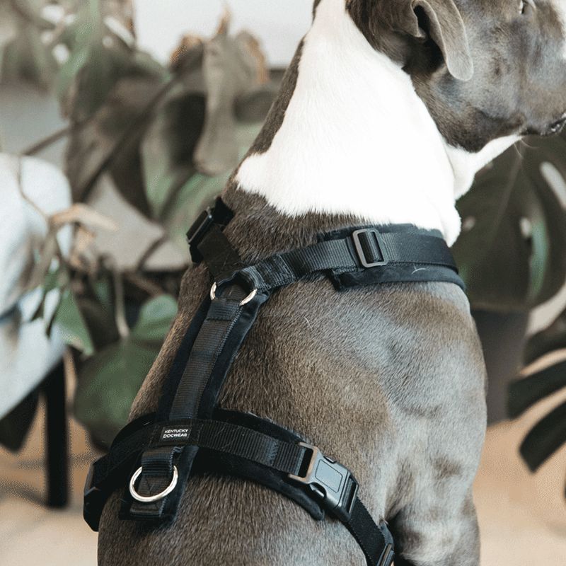 Kentucky Dogwear Harnais pour chien Velvet orange - Boutique Equus Vitalis