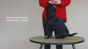 Kentucky Dogwear - Collier pour chien Jacquard terre cuite