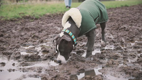 Kentucky Dogwear - Manteau pour chiens Waterproof