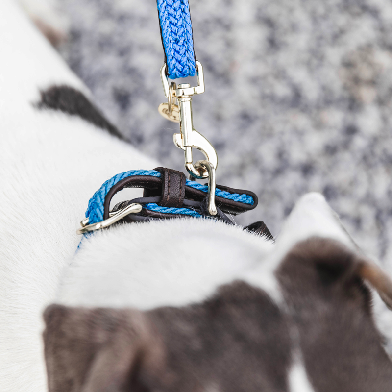 Kentucky Dogwear - Laisse pour chien Plaited Nylon 120 cm S bleu clair | - Ohlala