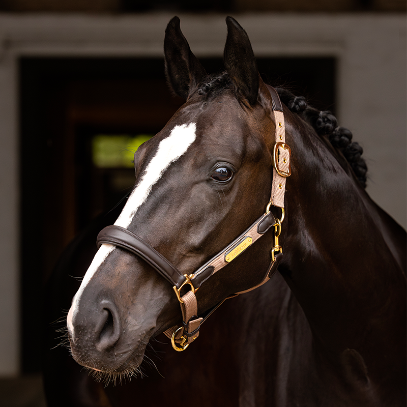 Lemieux - Licol pour chevaux Capella mink | - Ohlala