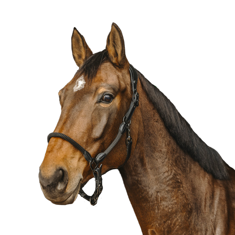 Norton - Licol en cuir et en corde noir | - Ohlala