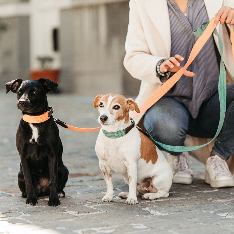 Kentucky Dogwear - Laisse pour chien Jacquard Orange  fluo | - Ohlala