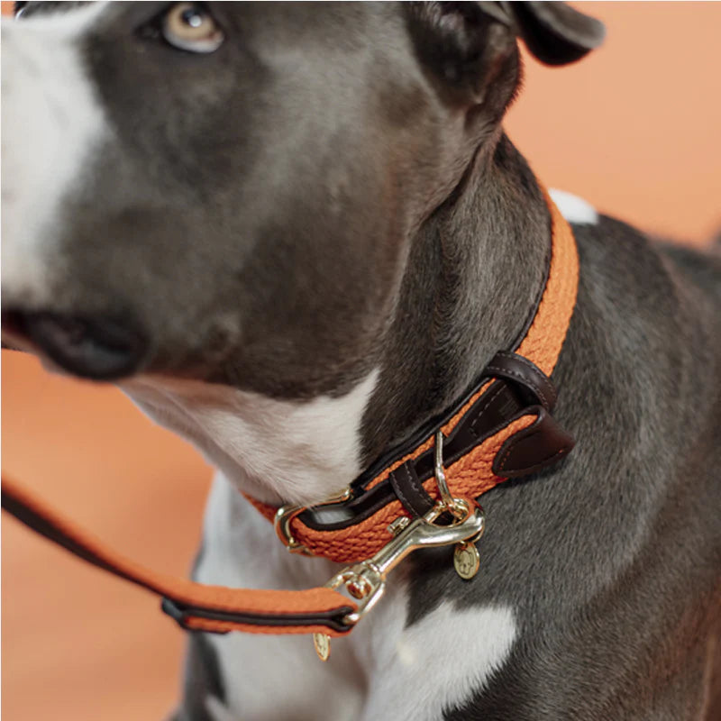 Kentucky Dogwear - Nylon tressé collier de chien orange | - Ohlala