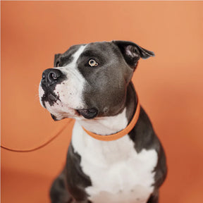 Kentucky Dogwear - Nylon tressé collier de chien orange | - Ohlala