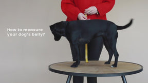 Kentucky Dogwear - Harnais pour chien actif velvet noir