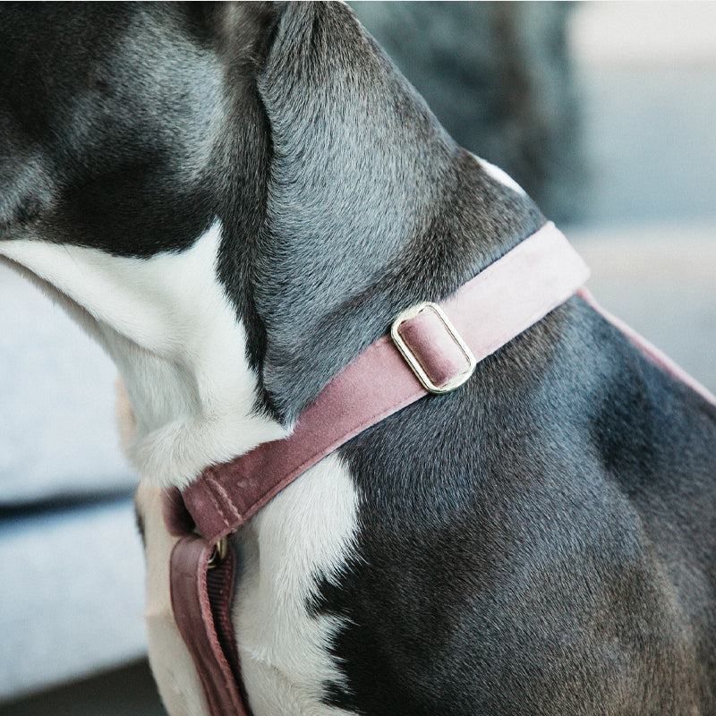 Kentucky Dogwear - Harnais pour chiens Velvet vieux rose | - Ohlala