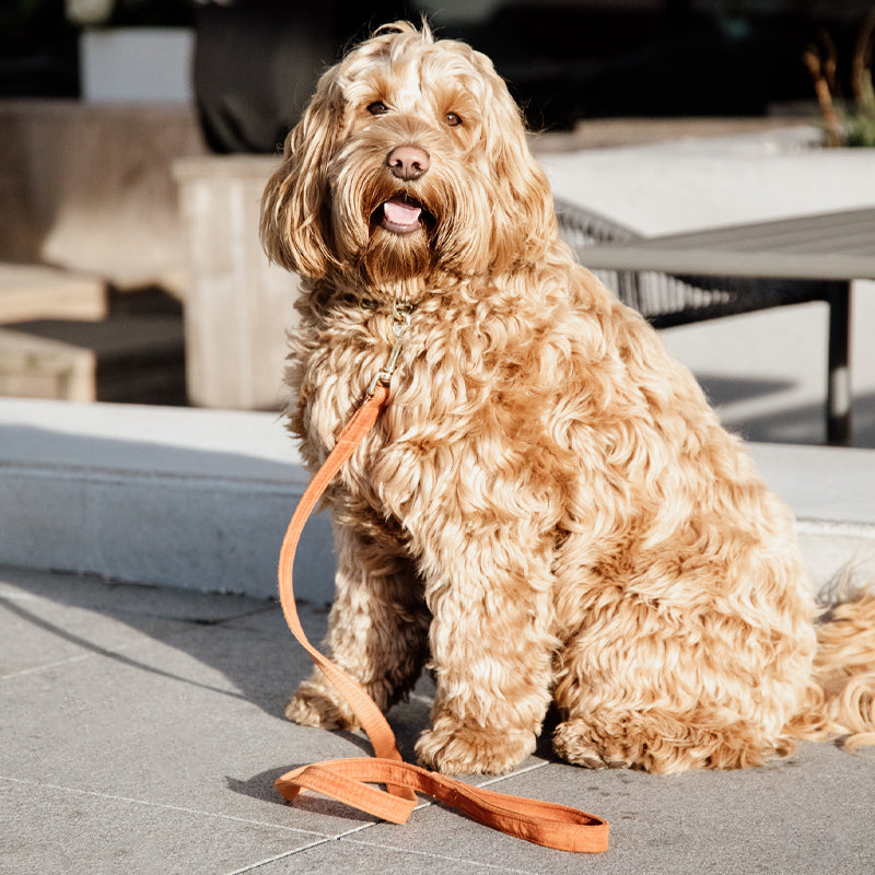 Kentucky Dogwear - Laisse pour chiens Velvet 120 cm orange | - Ohlala