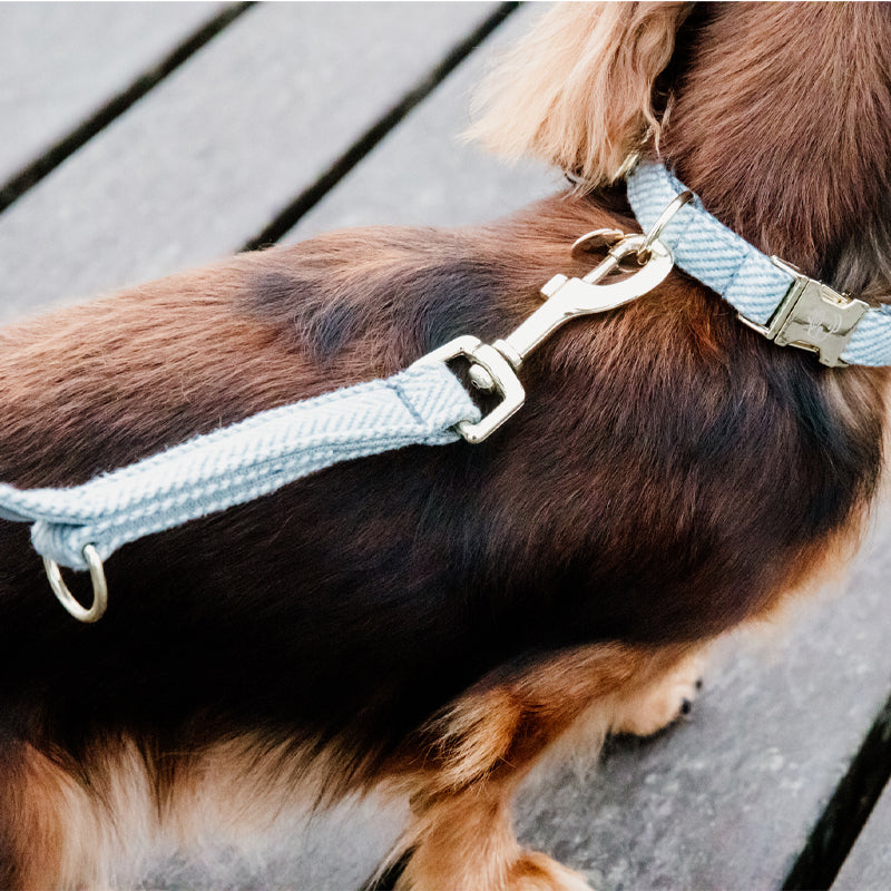 Kentucky Dogwear - Laisse de chien laine bleu clair 2m | - Ohlala